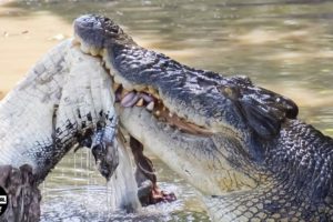 Crocodiles Fight Crocodile To The Death For Food And What Happened Next? | Wild Animals