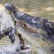 Crocodiles Fight Crocodile To The Death For Food And What Happened Next? | Wild Animals