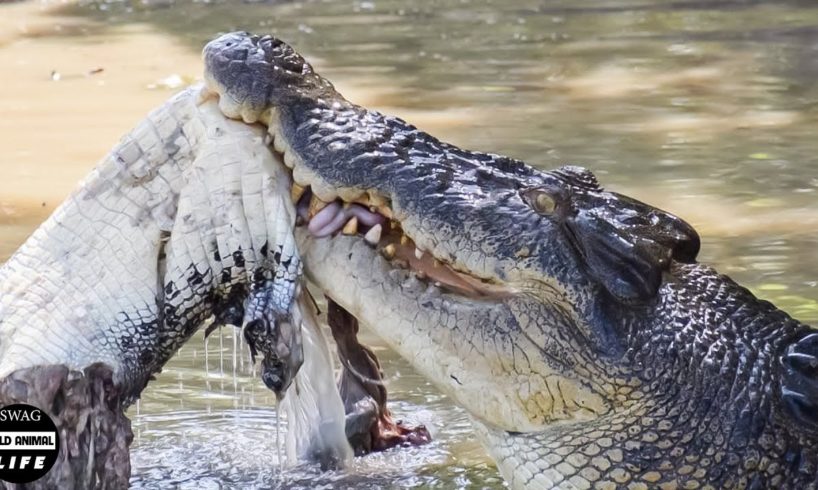 Crocodiles Fight Crocodile To The Death For Food And What Happened Next? | Wild Animals