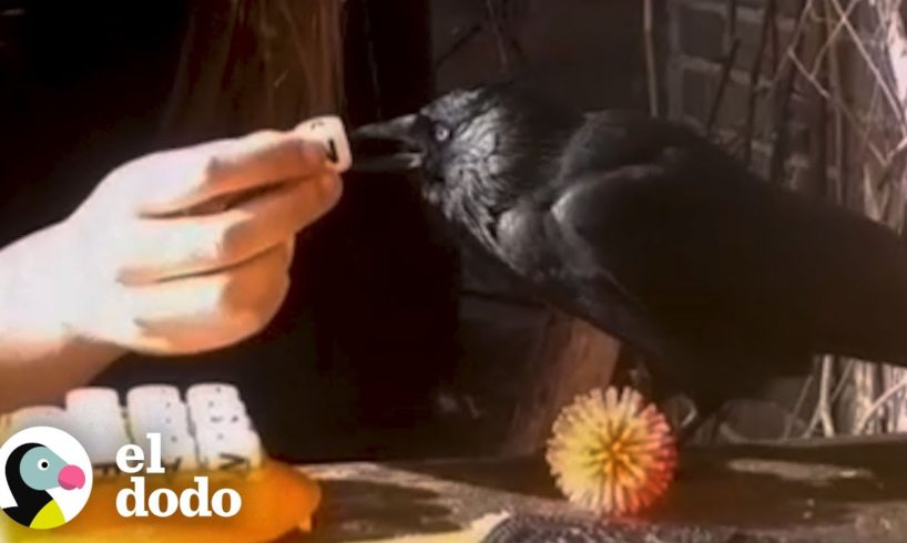 Cuervo salvaje se convierte en el mejor amigo de esta familia | Corazones Salvajes | El Dodo