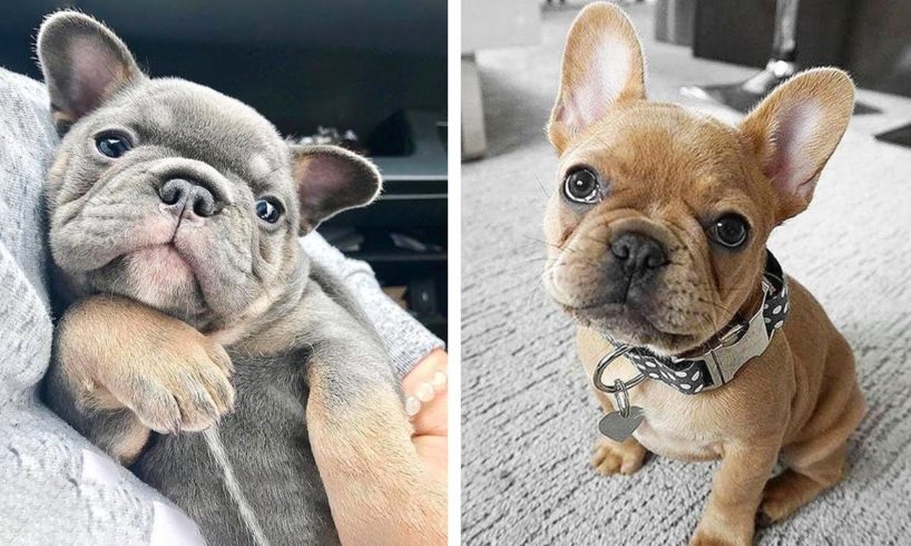 😍Cute And Funny Bull Dogs Make You Happy Every Day 🐶| Cutest Puppies