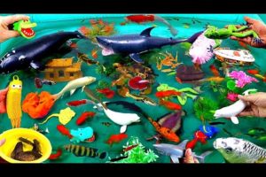 Cute Animals, Great Shark, Whale, Tiger Fish, Frog, Dolphin, Goldfish, Turtle, Stingray, Squid, Carp