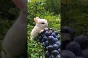 Cute Baby Rabbit Eating #short #shorts #rabbit #bunny #animal #viralvideo #viral #animals #pets #pet