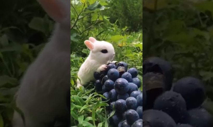 Cute Baby Rabbit Eating #short #shorts #rabbit #bunny #animal #viralvideo #viral #animals #pets #pet