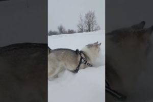 Cute Dog playing with snow🐶 #shorts #cute #viral #pets #animals #ytshorts #dog #funny #youtube