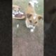 Cute Dogs Playing shoes #animals