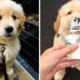 😍Cute Golden Puppies Will Make Your Day So Much Better 🐶| Cute Puppies