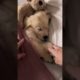 Cute Golden Retriever Puppy Video  #shorts #goldenretriever #goldenretrieverpuppy #goldenretrievers