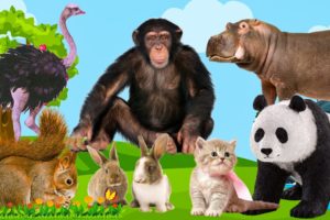 Cute Little Animals: Cat, Panda, Squirrel, Ostrich, Hippo, Cow, Rabbit - Animals Sounds Video