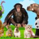 Cute Little Animals: Cat, Panda, Squirrel, Ostrich, Hippo, Cow, Rabbit - Animals Sounds Video
