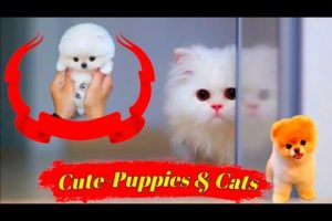 Cute Puppies | Adorable Puppies | Cute Puppy | Cutest Puppy In The World | CutePuppyDog | tayyab xyz