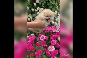 Cute Puppies Viral Natural Relaxing Video
