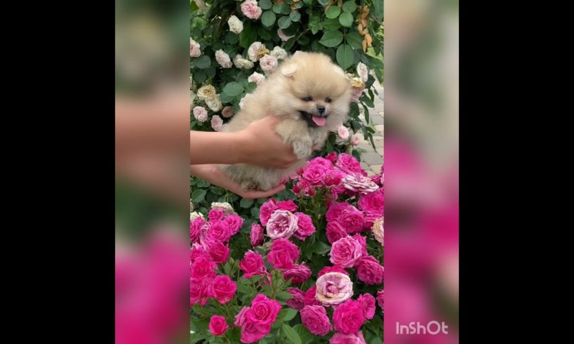 Cute Puppies Viral Natural Relaxing Video