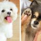 Cute Puppies You Wanna Watch doing Funny  🐶| Cute Puppies