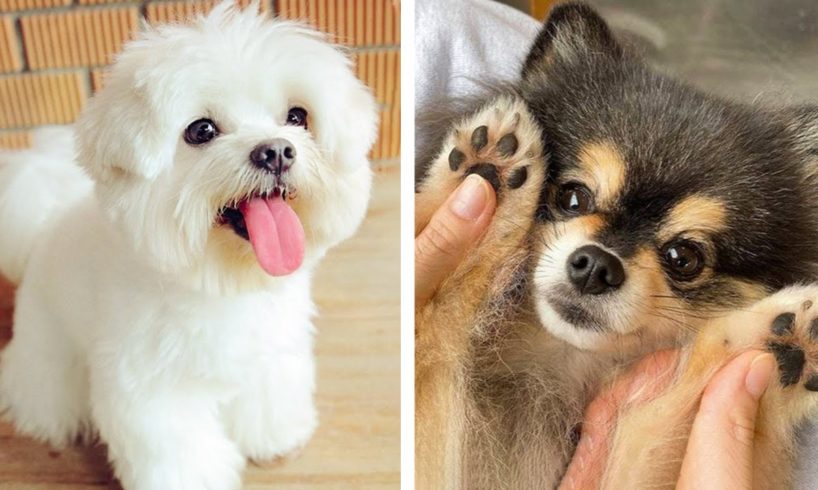 Cute Puppies You Wanna Watch doing Funny  🐶| Cute Puppies