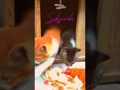 Cute Stray Cat Was Looking For Food And Met Me (Animal Rescue Video 2022)#animalrescue #cat #shorts