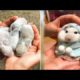 Cute baby animals Videos Compilation cute moment of the animals #11 Cutest Animals 2022