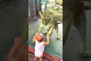 Cute baby girl happy playing with the lion. #shorts