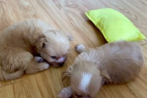 Cute dog || cute puppies || fur babies