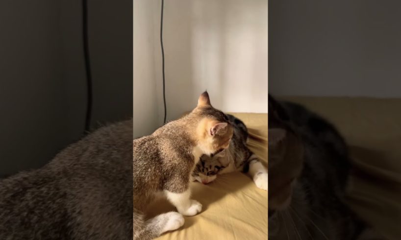 Cute kittens playing or fighting? 😹 #cat #shorts #catlover #cute #kitten