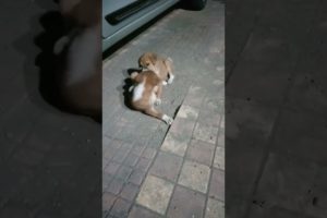Cute puppies and their cutest games. #cutepuppies #funnyanimals #laughter #indianpuppy