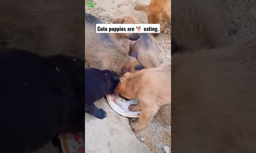 Cute puppies are 🐕 eating scenes #mytreasure #cutestpets #shorts #cutestdogs #cutestpuppy #cutepets