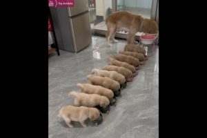Cute puppies eating together🤤