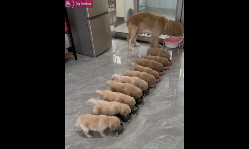 Cute puppies eating together🤤
