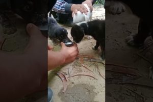 Cute puppies/ feeding milk #animallover #doglover #shorts