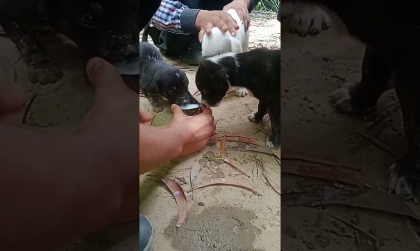 Cute puppies/ feeding milk #animallover #doglover #shorts