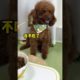 Cutest Pets - ADORABLE CUTE PUPPIES - Watch baby animals in funny and cute videos #35
