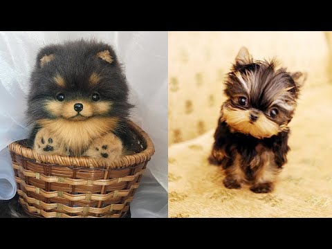 Cutest Puppies In The World/ Love for dogs ❤️