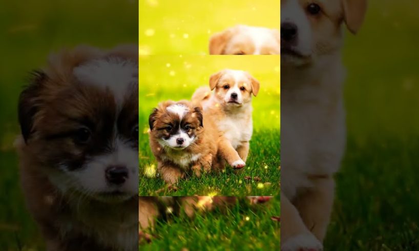 Cutest Puppies #cutestpuppies #viralshorts #trendingshorts #dog#dogshorts#doglovers#petsshorts#pets