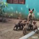 💞Cutest Puppies 🤗     #short #viral #youtubeshorts #trending #puppies