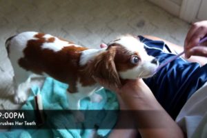Cutest Puppy Ever - Cavalier King Charles Spaniel Coco - A day in the life of...