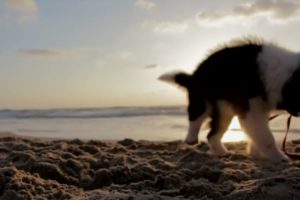 Cutest Puppy Has The Time Of Its Life Playing On The Beach! Cute Puppies Videos!