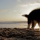 Cutest Puppy Has The Time Of Its Life Playing On The Beach! Cute Puppies Videos!
