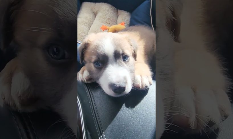 Cutest Puppy #shorts #trending #puppy #popular #fyp #foryou #adorable #cute #love