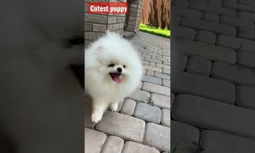 Cutest Puppy #shorts #viral #shortvide #viralshort #dog #tiktok #shortsvide #cute #funnyvideo