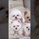 Cutest puppies !. #cute #shorts #puppies#youtube #dog #funny #fun # hugbears