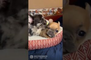 ✨Cutest puppies in the world!✨🥰