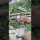 Cutest puppies scared of man #shorts #viral