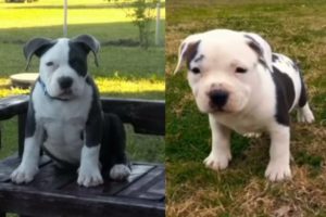 Cutest puppies transformation