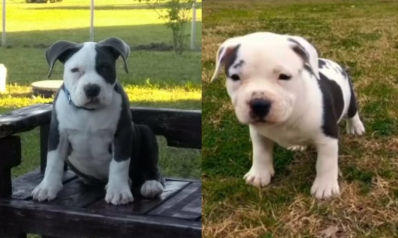 Cutest puppies transformation