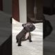 Cutest puppy ever ❤️ #shorts #cuteanimals #frenchbulldog