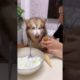 Cutest puppy on Chinese Tik Tok #shorts