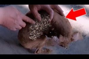 DESPAIR ! ! CLEANED INVADER MONSTER MAGGOTS From Little Poor Dog! Remove MAΝGOWORMS & Animal Rescue!