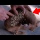 DESPAIR ! ! CLEANED INVADER MONSTER MAGGOTS From Little Poor Dog! Remove MAΝGOWORMS & Animal Rescue!