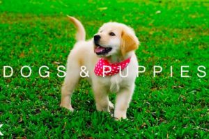 DOGS & PUPPIES in 4K | 2 Hours | Relaxing Ambient Music Strings Cute Pets