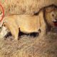 Discovery Wild Animal Fights - 1 Honey Badger vs Lions, Hyenas - Animals Wildlife
